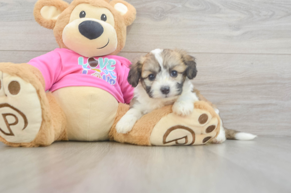 6 week old Aussiechon Puppy For Sale - Seaside Pups
