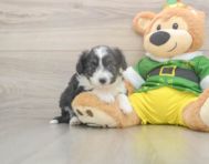 5 week old Aussiechon Puppy For Sale - Seaside Pups