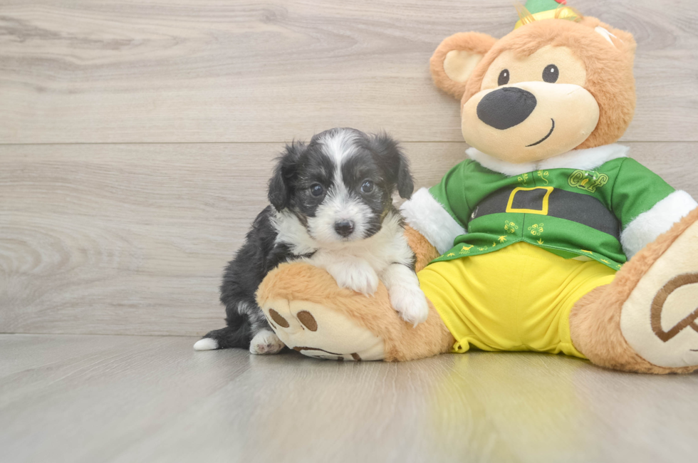 5 week old Aussiechon Puppy For Sale - Seaside Pups