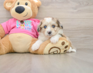 8 week old Aussiechon Puppy For Sale - Seaside Pups