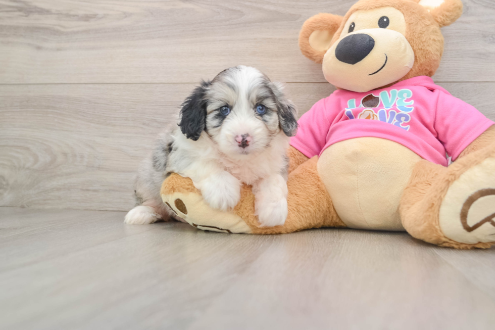 Aussiechon Pup Being Cute