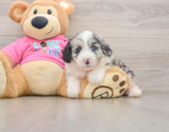 5 week old Aussiechon Puppy For Sale - Seaside Pups