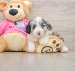 5 week old Aussiechon Puppy For Sale - Seaside Pups