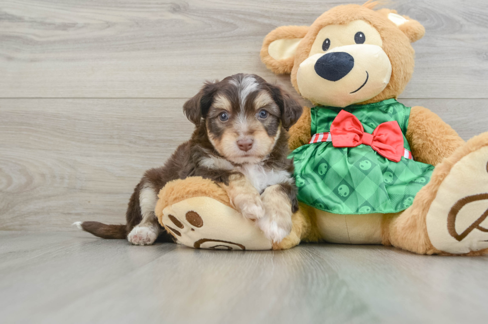 6 week old Aussiechon Puppy For Sale - Seaside Pups