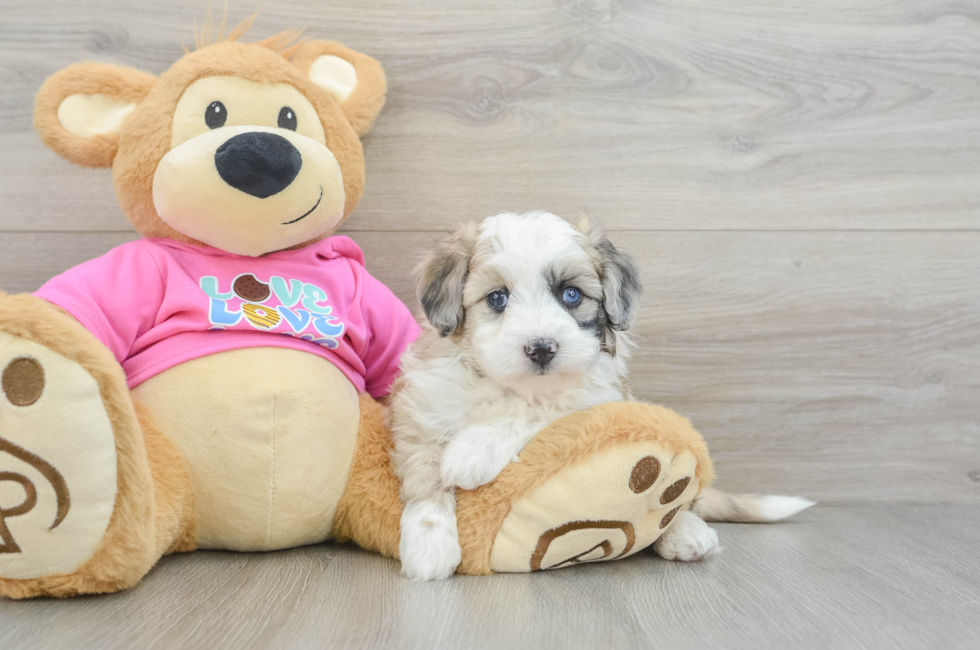 6 week old Aussiechon Puppy For Sale - Seaside Pups