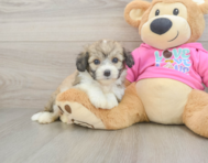 6 week old Aussiechon Puppy For Sale - Seaside Pups