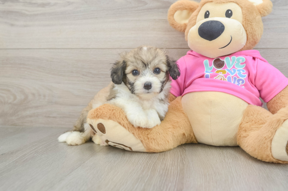 6 week old Aussiechon Puppy For Sale - Seaside Pups