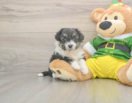 5 week old Aussiechon Puppy For Sale - Seaside Pups