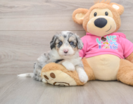8 week old Aussiechon Puppy For Sale - Seaside Pups