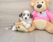8 week old Aussiechon Puppy For Sale - Seaside Pups