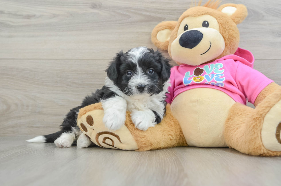 6 week old Aussiechon Puppy For Sale - Seaside Pups