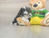 5 week old Aussiechon Puppy For Sale - Seaside Pups