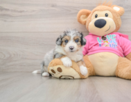 8 week old Aussiechon Puppy For Sale - Seaside Pups