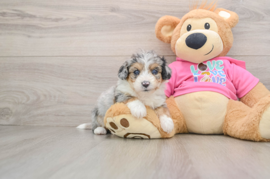 Aussiechon Puppy for Adoption