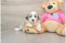 Aussiechon Puppy for Adoption