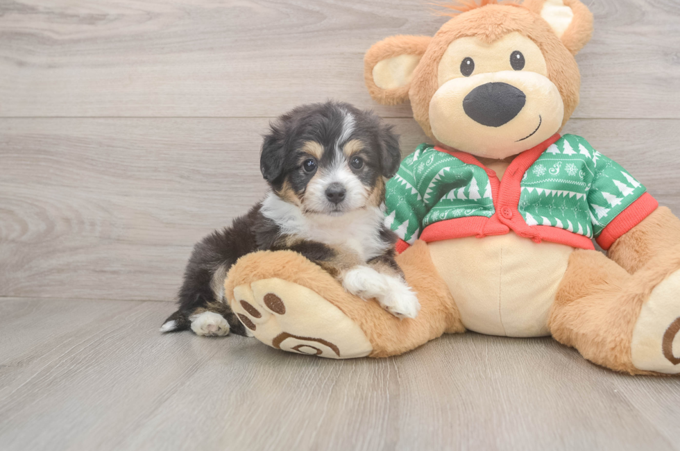 6 week old Aussiechon Puppy For Sale - Seaside Pups