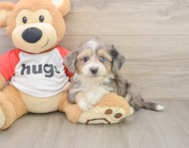 7 week old Aussiechon Puppy For Sale - Seaside Pups