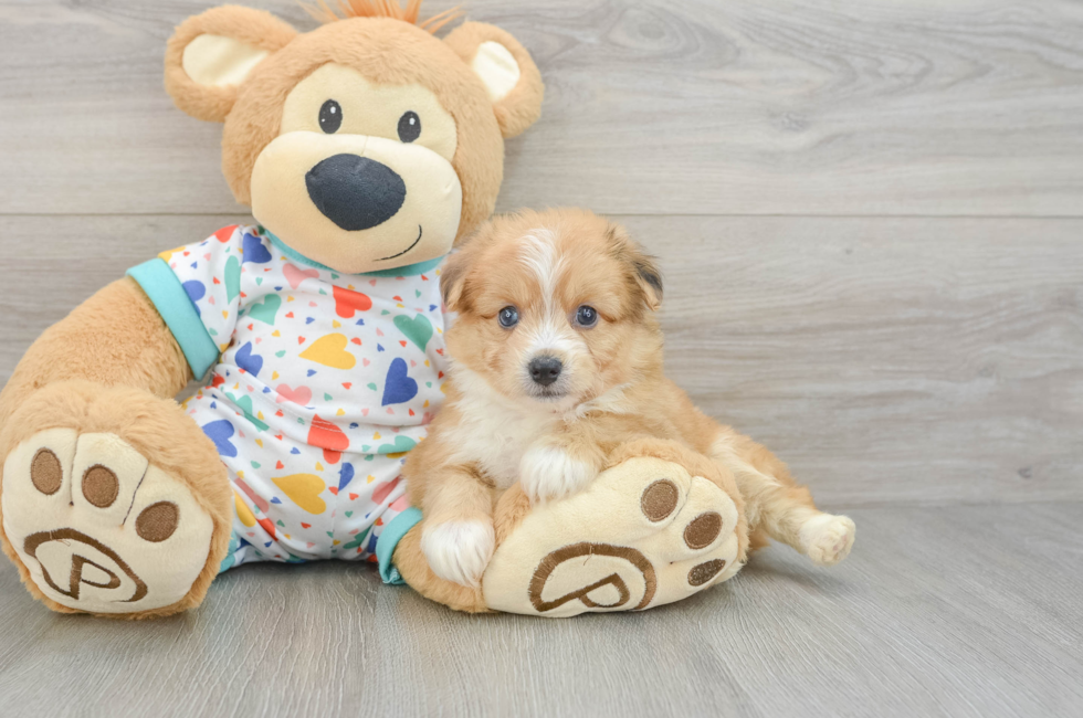 5 week old Aussiechon Puppy For Sale - Seaside Pups
