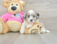 7 week old Aussiechon Puppy For Sale - Seaside Pups