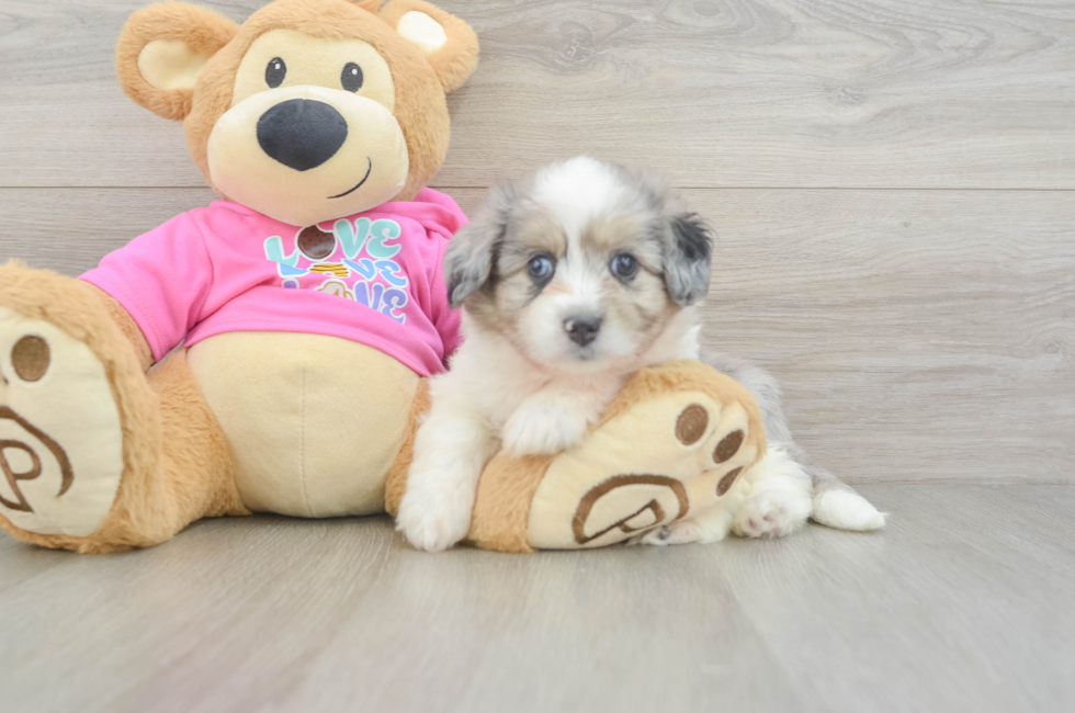 6 week old Aussiechon Puppy For Sale - Seaside Pups