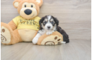 Aussiechon Puppy for Adoption