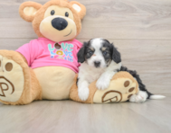 7 week old Aussiechon Puppy For Sale - Seaside Pups