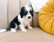 10 week old Aussiechon Puppy For Sale - Seaside Pups
