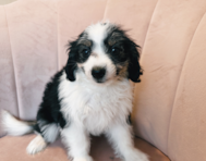 10 week old Aussiechon Puppy For Sale - Seaside Pups