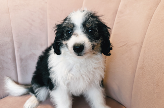 Cute Aussiechon Designer Pup