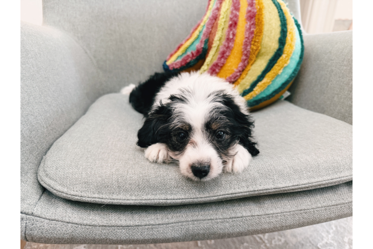 Best Aussiechon Baby