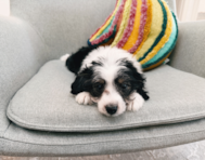 10 week old Aussiechon Puppy For Sale - Seaside Pups