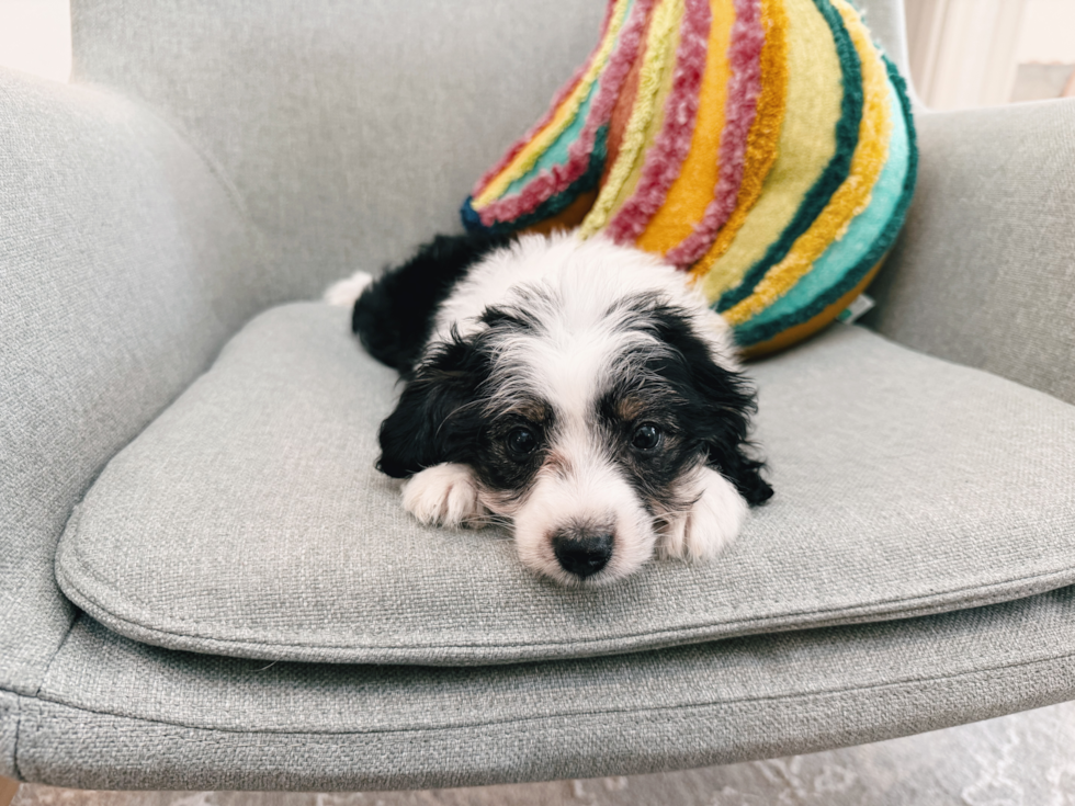 Best Aussiechon Baby