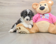 5 week old Aussiechon Puppy For Sale - Seaside Pups