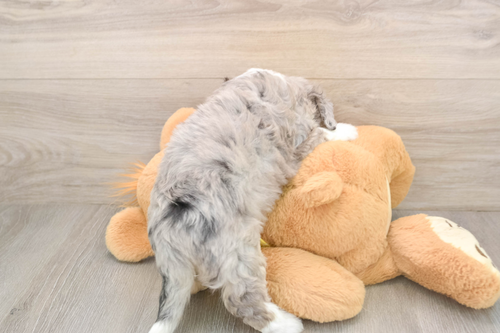 Hypoallergenic Aussie Bichon Designer Puppy