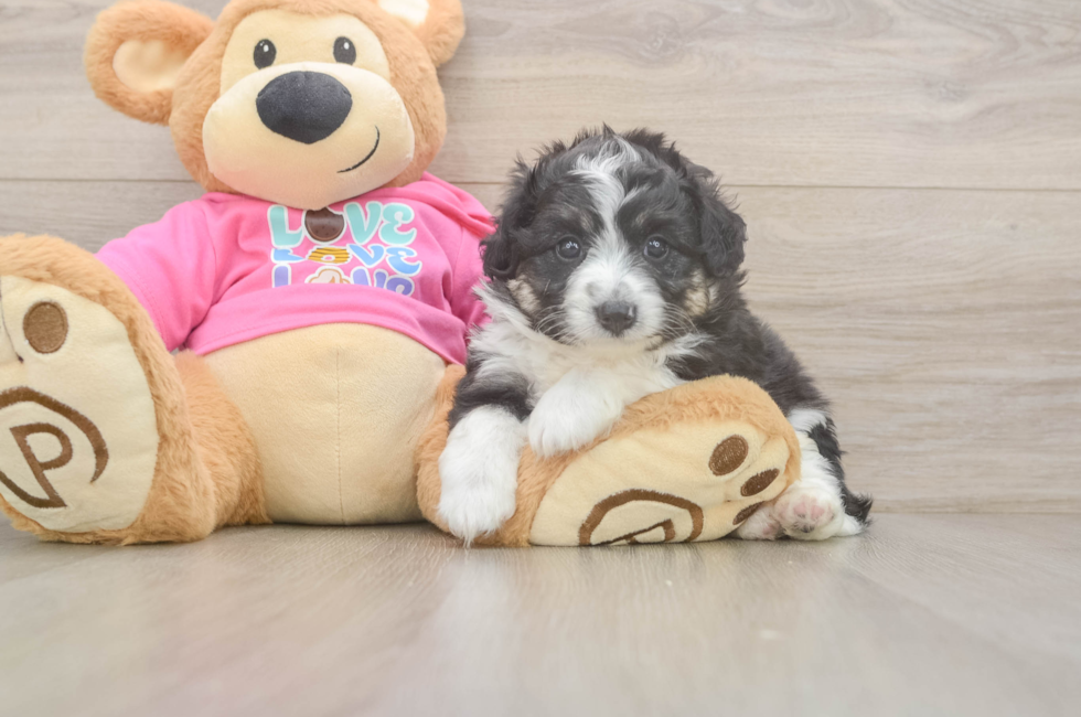 5 week old Aussiechon Puppy For Sale - Seaside Pups