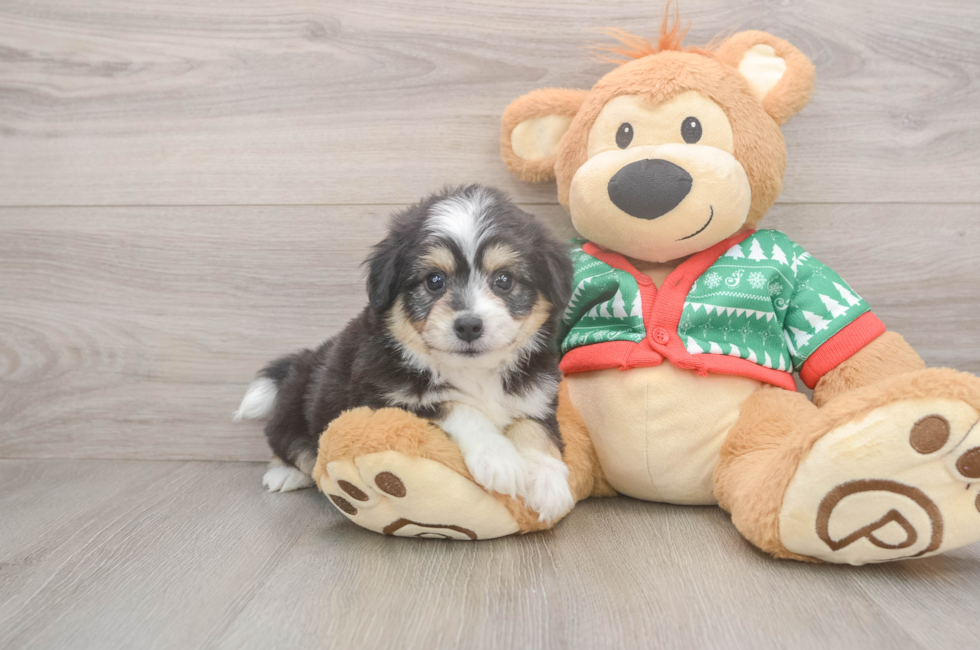 6 week old Aussiechon Puppy For Sale - Seaside Pups
