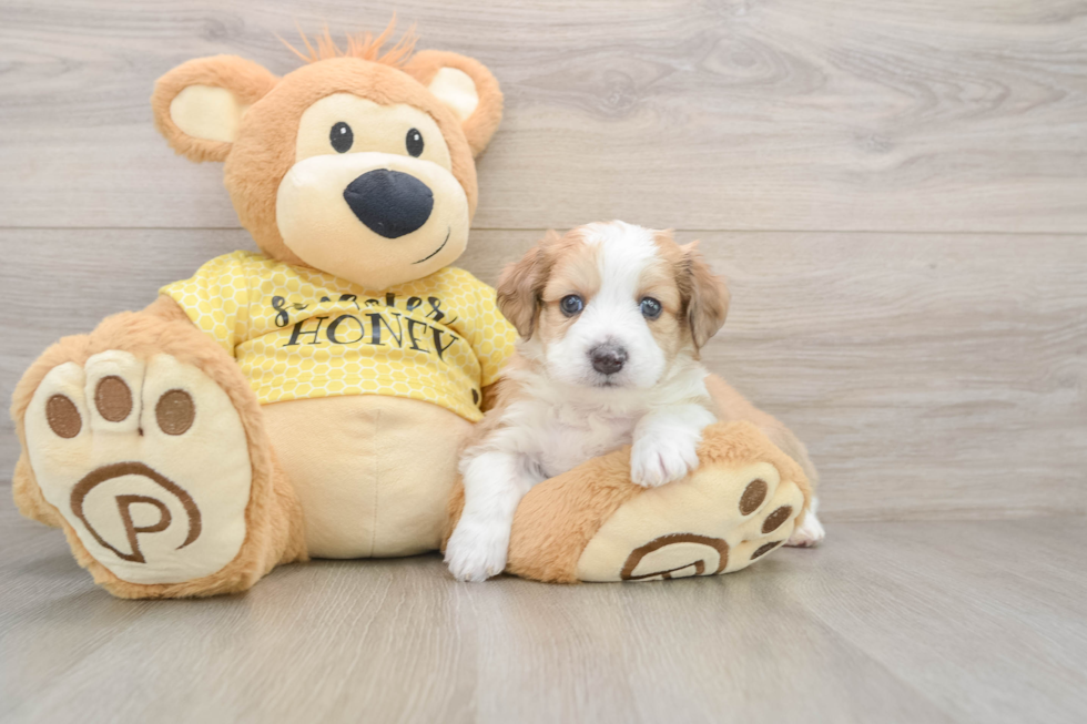 Best Aussiechon Baby