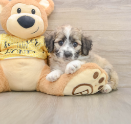 7 week old Aussiechon Puppy For Sale - Seaside Pups