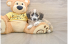 Best Aussiechon Baby