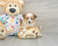 7 week old Aussiechon Puppy For Sale - Seaside Pups