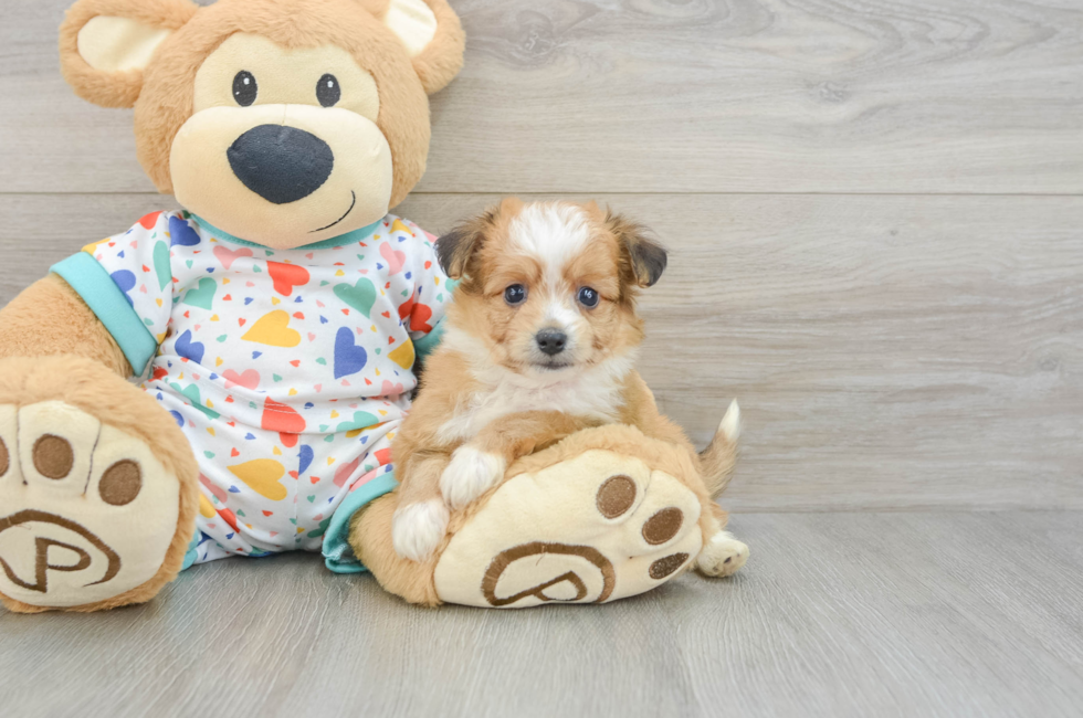 5 week old Aussiechon Puppy For Sale - Seaside Pups