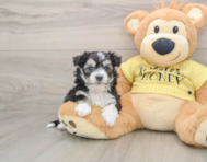 7 week old Aussiechon Puppy For Sale - Seaside Pups