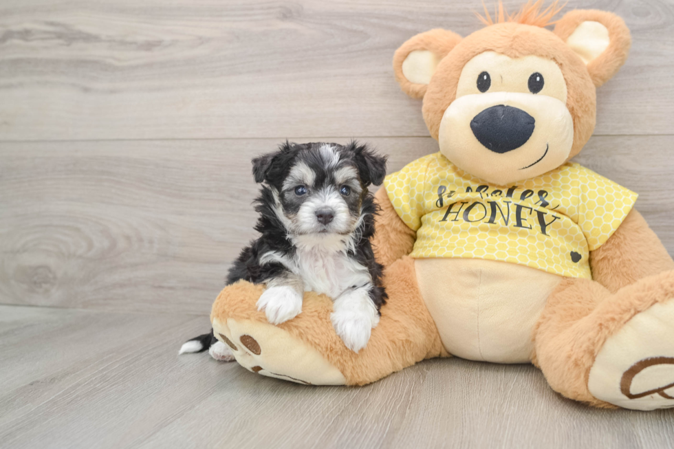 Aussiechon Pup Being Cute