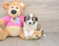8 week old Aussiechon Puppy For Sale - Seaside Pups