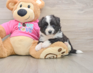 5 week old Aussiechon Puppy For Sale - Seaside Pups