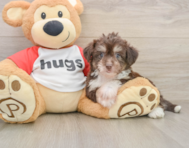 8 week old Aussiechon Puppy For Sale - Seaside Pups