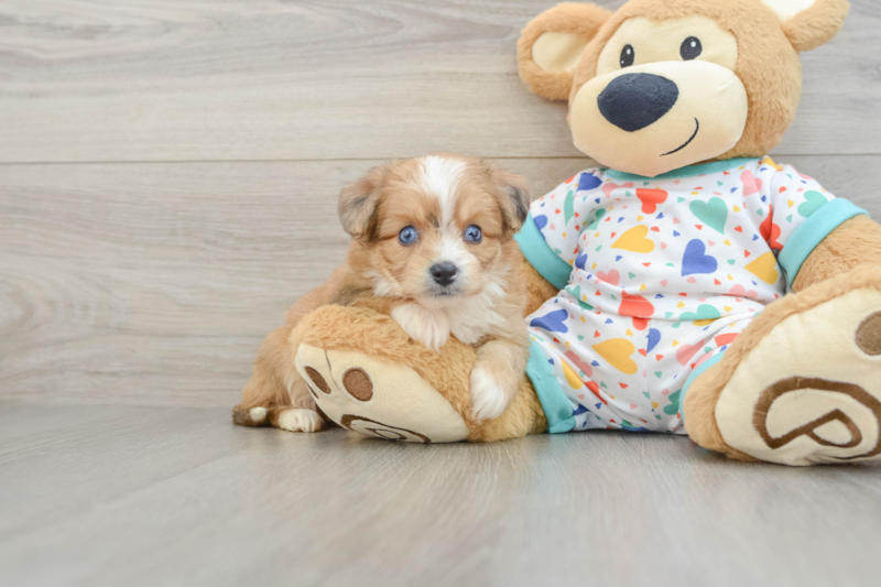 Meet Whimsy - our Aussiechon Puppy Photo 1/3 - Seaside Pups