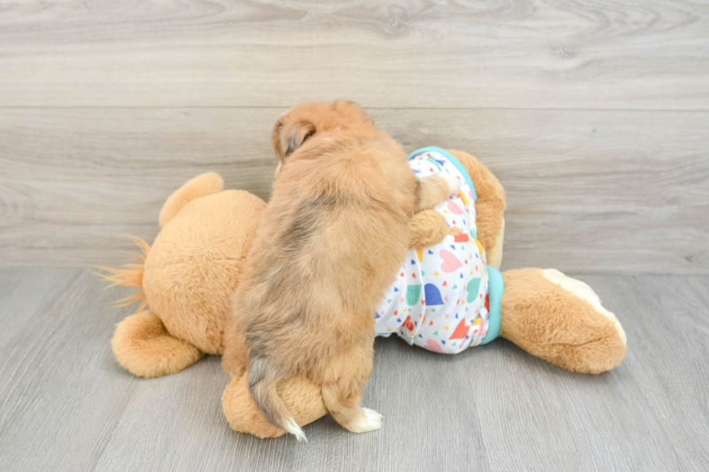 Meet Whimsy - our Aussiechon Puppy Photo 2/3 - Seaside Pups
