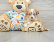 7 week old Aussiechon Puppy For Sale - Seaside Pups