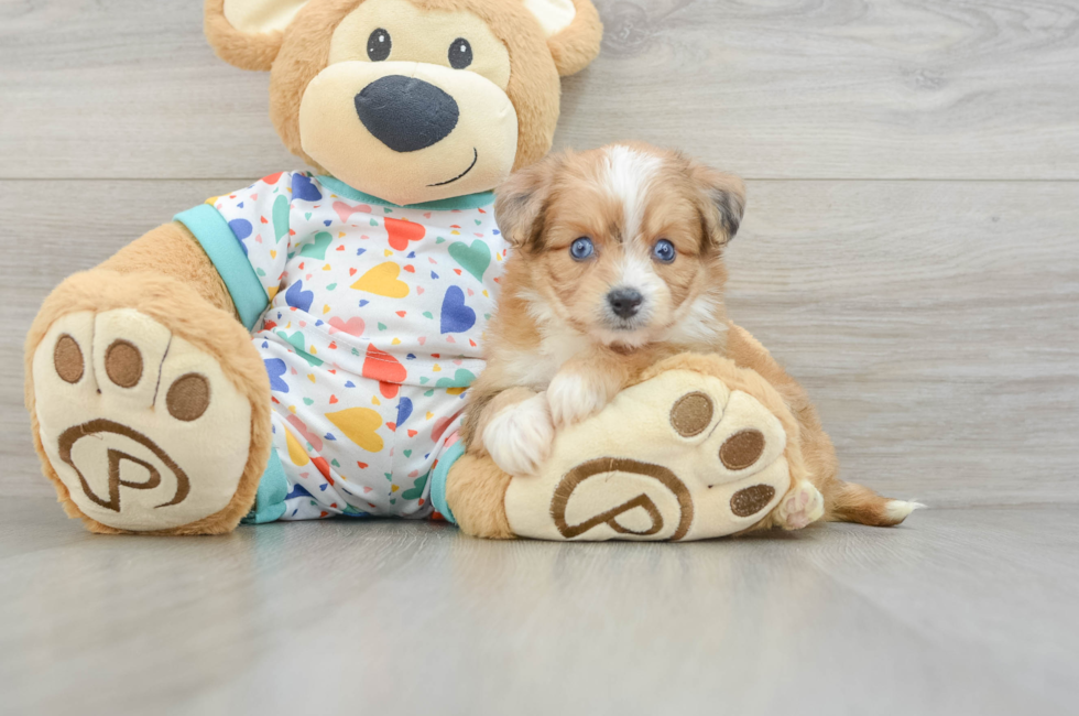 5 week old Aussiechon Puppy For Sale - Seaside Pups